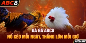 Đá Gà ABC8 – Nổ Kèo Mỗi Ngày, Thắng Lớn Mỗi Giờ